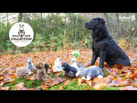 Wild Life Dog Eend