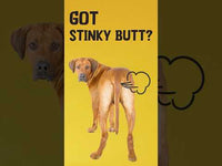 Excellent Pets Gland Guard Soft Chews 60 Treats