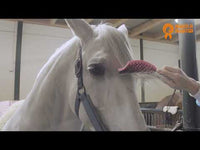 Paardenpraat Horse Supreme Borstel Roze