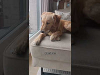 Excellent Pets Smell Control 250 ml