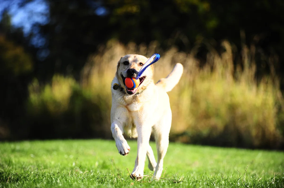 Hond rent met apporteerspeeltje door het gras