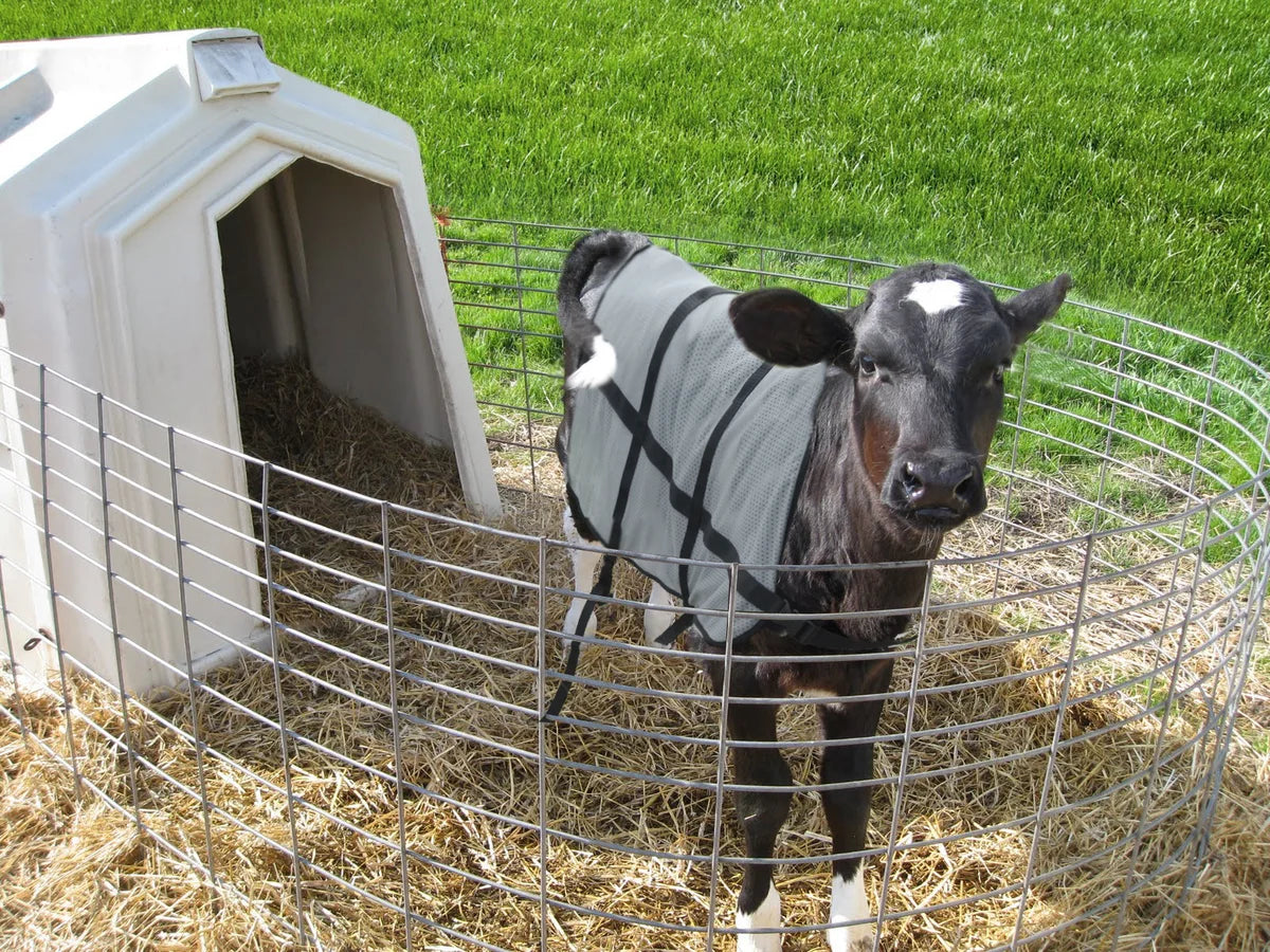 Kalf met dekje staat bij een kalverhut
