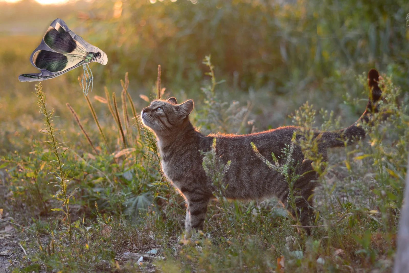 Kat sluipt door een goudgeel veld in avondlicht