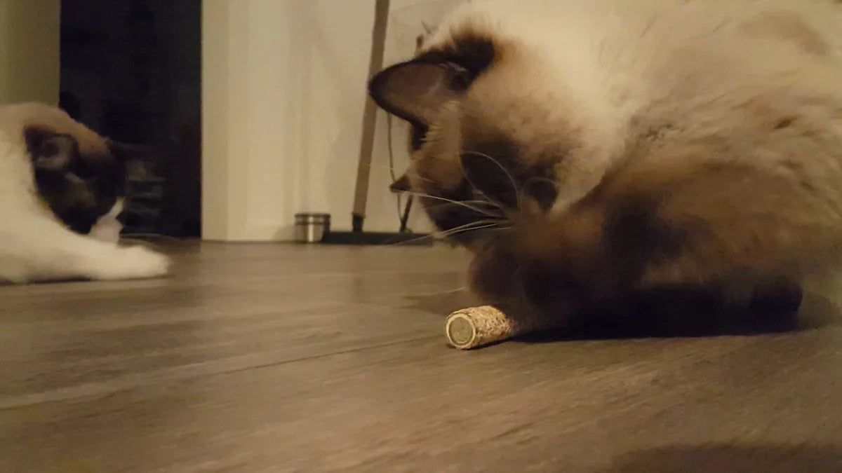 Twee katten spelen samen binnen