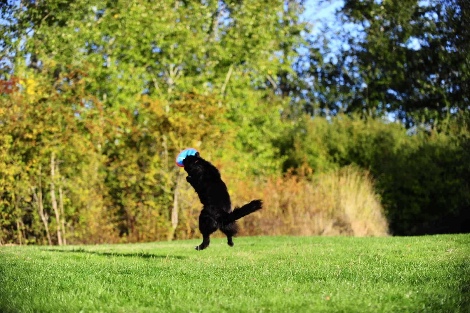 Hond speelt met een frisbee in het park