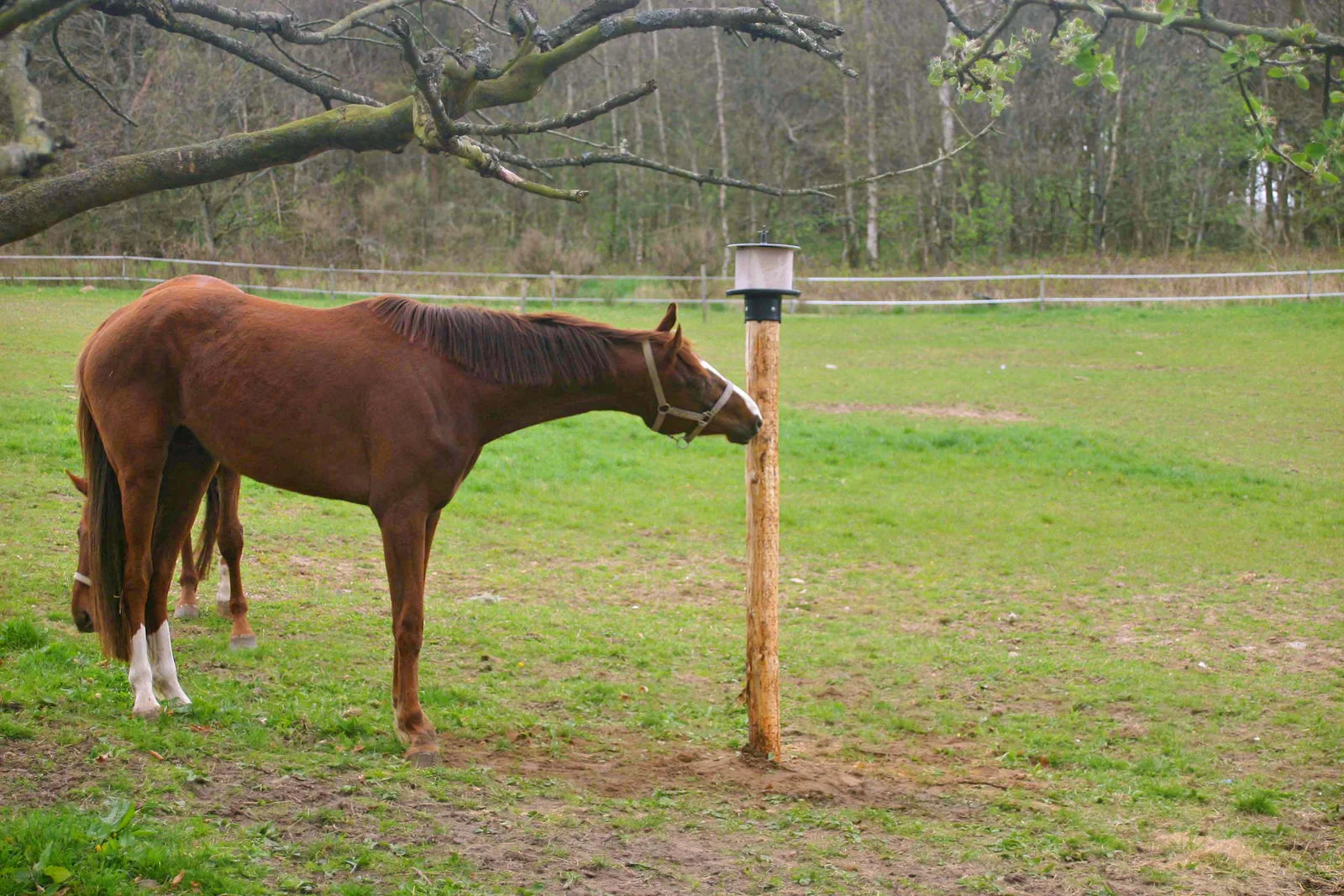 Paard likt aan een liksteen in de wei