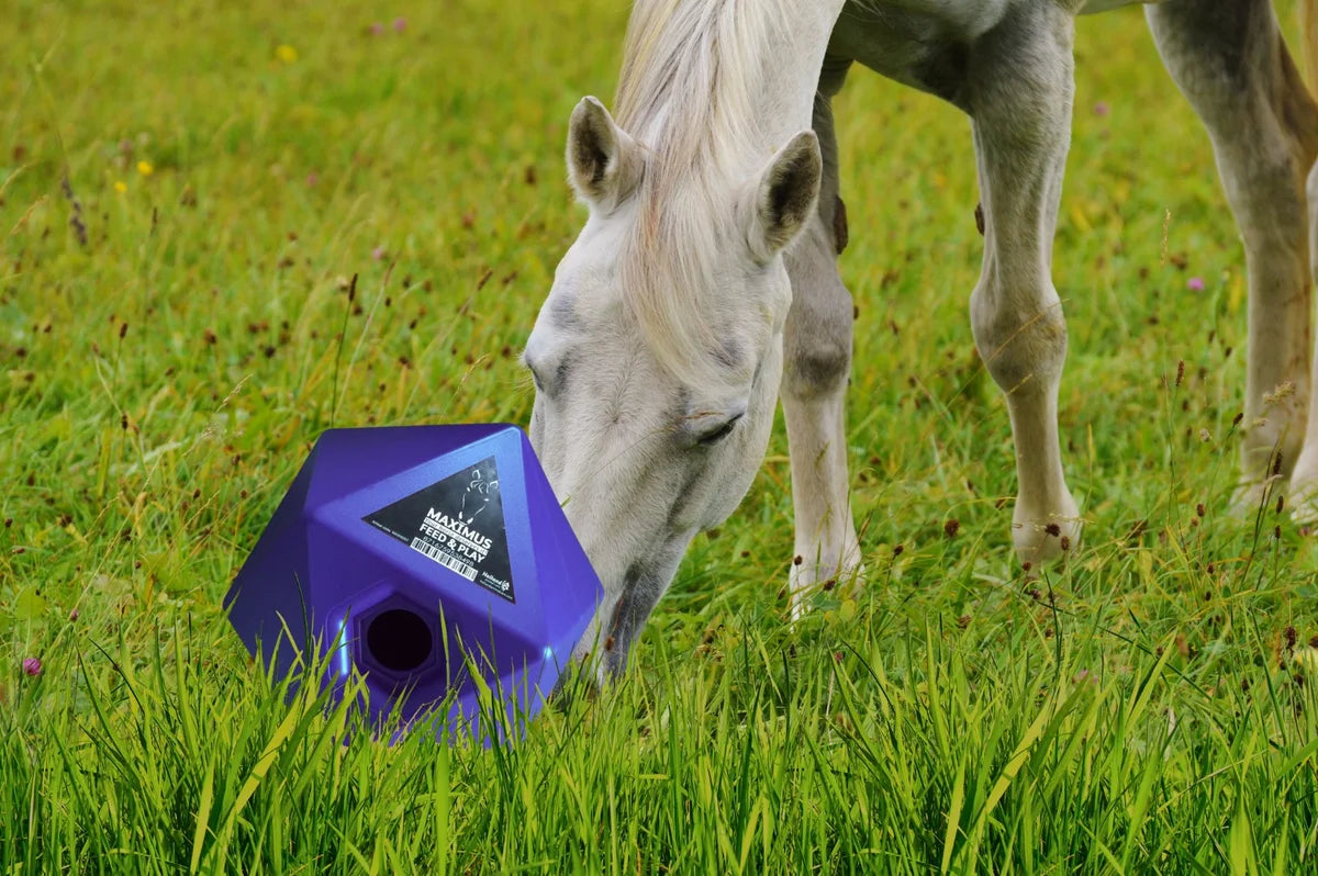 Paard speelt met een voerbal in de wei